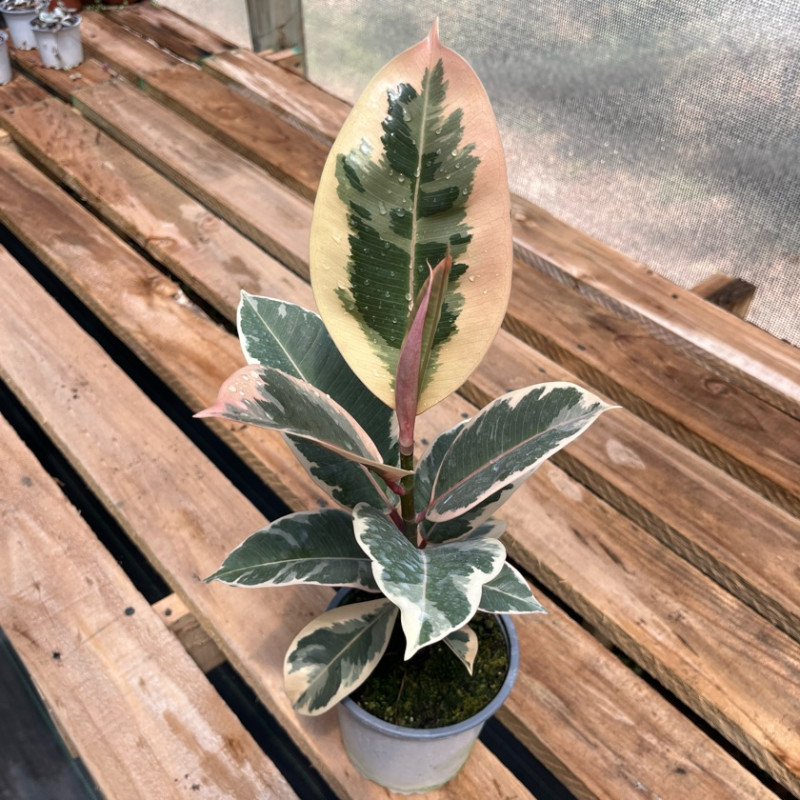 Gomero Tineke Variegado — gomero tineke variegado comprar chile