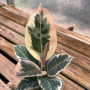 Gomero Tineke Variegado — gomero tineke variegado comprar chile