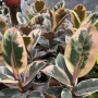 Gomero Tineke Variegado — gomero tineke variegado comprar chile