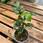 Rhaphidophora Tetrasperma
