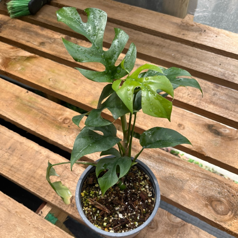 Rhaphidophora Tetrasperma