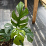 Rhaphidophora Tetrasperma