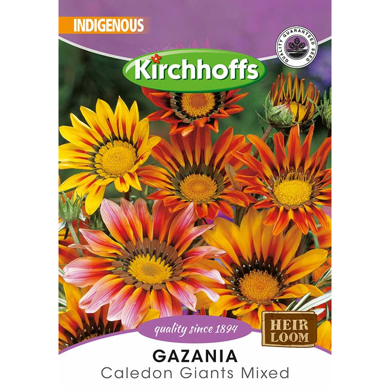 Semillas de Gazania Mix