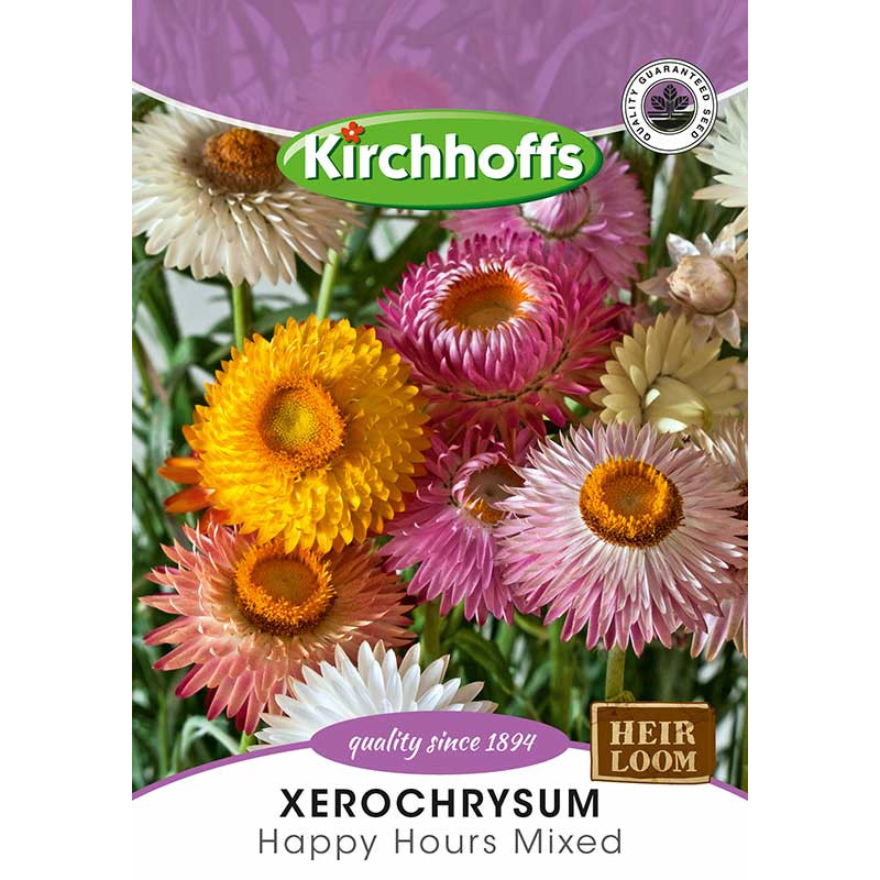 Semillas de Helichrysum