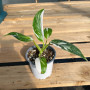 Philodendron White Wizard