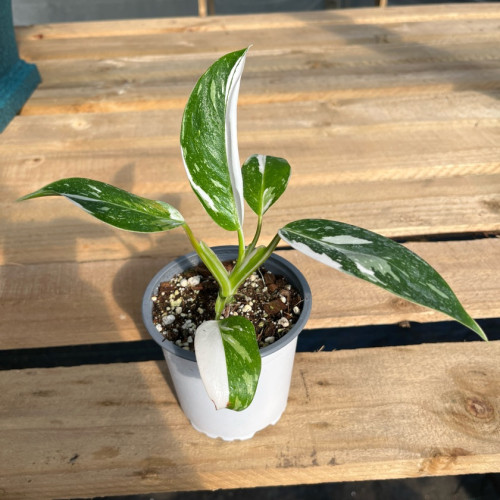 Philodendron White Wizard