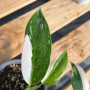 Philodendron White Wizard