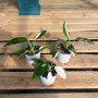Philodendron White Wizard