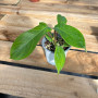 Philodendron Squamiferum — Philodendron Squamiferum precio comprar Santiago