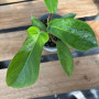 Philodendron Squamiferum — Philodendron Squamiferum precio comprar Santiago