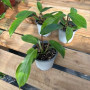 Philodendron Squamiferum — Philodendron Squamiferum precio comprar Santiago