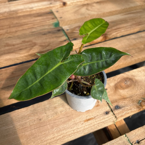 Philodendron Billietiae — Philodendron Billietiae comprar Chile