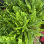 Helecho peineta — helecho peineta comprar chile interior