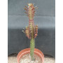Euphorbia trigona fma. rubra