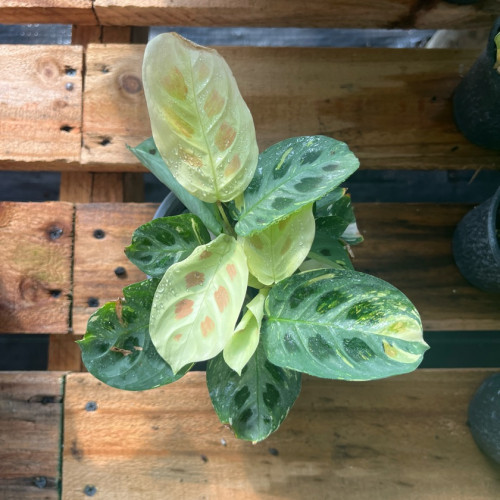 Maranta Kerchoveana Variegada