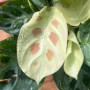Maranta Kerchoveana Variegada