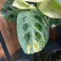 Maranta Kerchoveana Variegada
