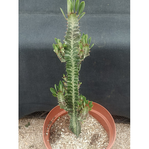 Euphorbia Trigona (Verde)