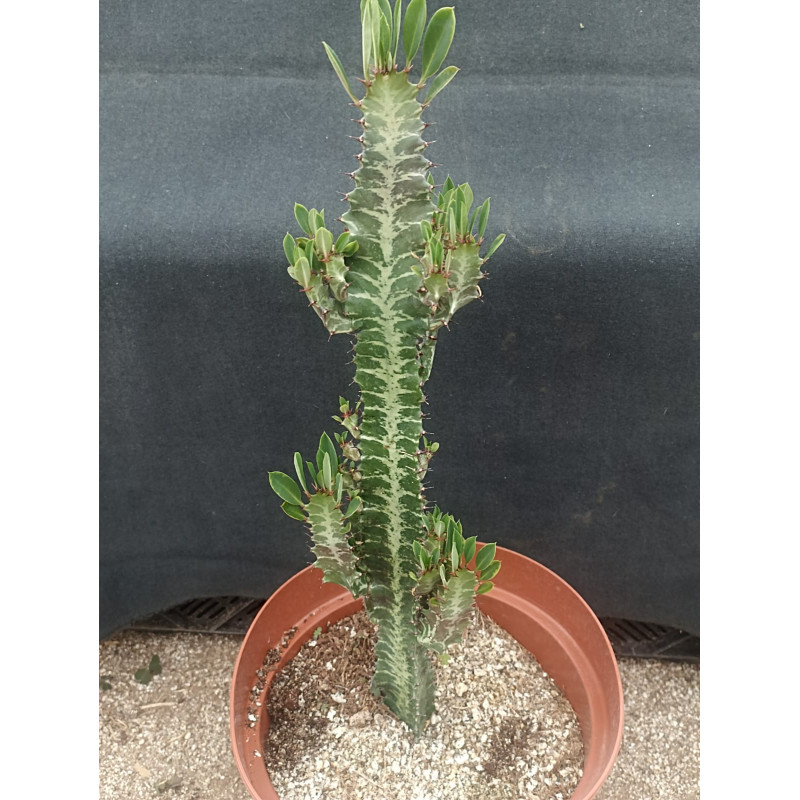 Euphorbia Trigona (Verde)