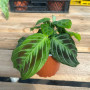 Maranta Cat Moustache — Maranta Cat Moustache comprar Chile