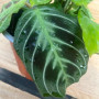 Maranta Cat Moustache — Maranta Cat Moustache comprar Chile