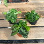 Maranta Cat Moustache — Maranta Cat Moustache comprar Chile