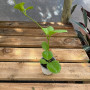 Hoya Australis — Hoya Australis precio Chile planta bajo consumo