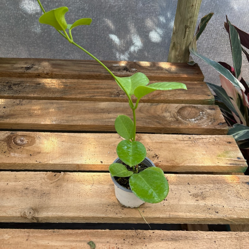 Hoya Australis — Hoya Australis precio Chile planta bajo consumo