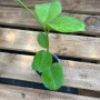 Hoya Australis — Hoya Australis precio Chile planta bajo consumo