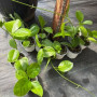 Hoya Australis — Hoya Australis precio Chile planta bajo consumo