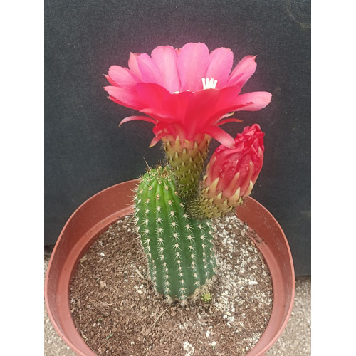 Trichocereus vatteri