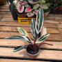 Calathea Triostar — Calathea Triostar comprar chile