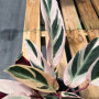 Calathea Triostar — Calathea Triostar comprar chile