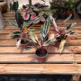 Calathea Triostar — Calathea Triostar comprar chile