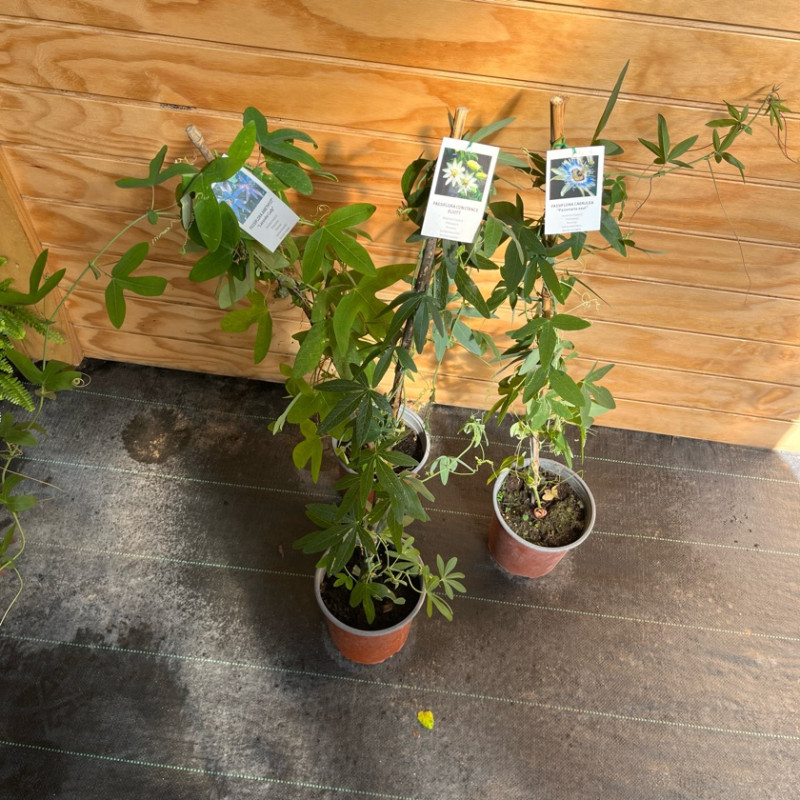 ENREDADERA PASSIFLORA
