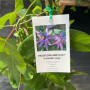 Enredadera Passiflora