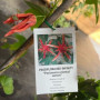 Enredadera Passiflora