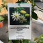Enredadera Passiflora