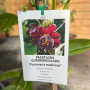 Enredadera Passiflora