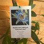 Enredadera Passiflora