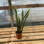Sansevieria Laurentii ( Lengua de la suegra ) — sansevieria laurentii bajo consumo hídrico planta interior comprar santiago