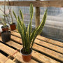 Sansevieria Laurentii ( Lengua de la suegra ) — sansevieria laurentii bajo consumo hídrico planta interior comprar santiago