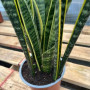 Sansevieria Laurentii ( Lengua de la suegra ) — sansevieria laurentii bajo consumo hídrico planta interior comprar santiago