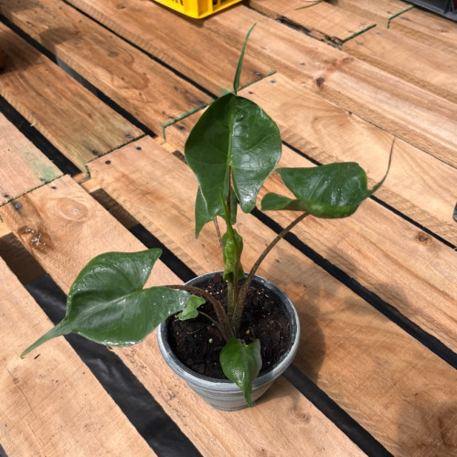 Alocasia Stingray