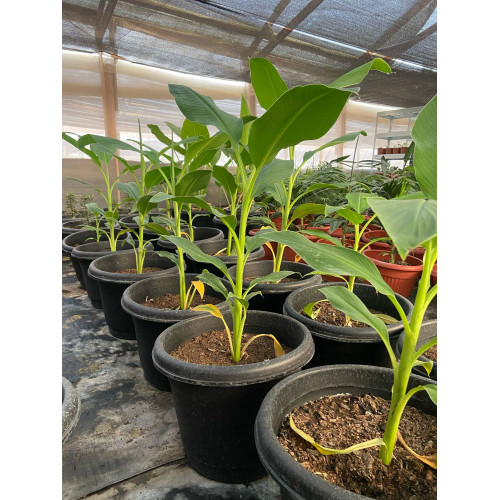 Musa Siam Ruby