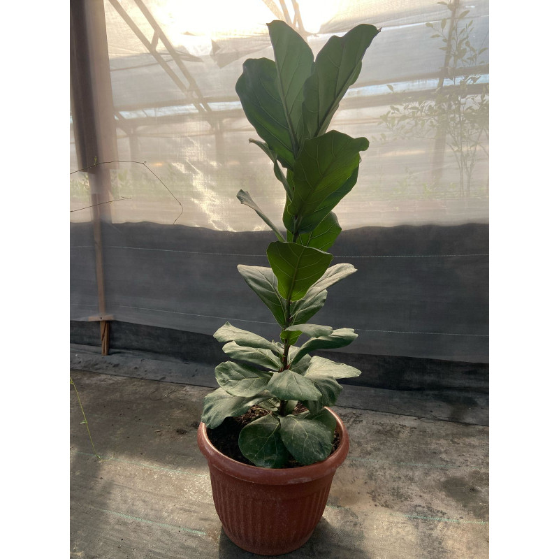 Ficus Lyrata