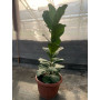 Ficus Lyrata