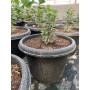 Aralia Elegantisima Variegada
