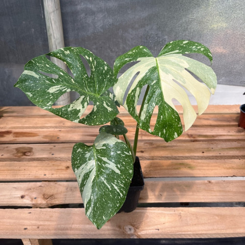 Monstera Thai Constelaction ( L ) — Monstera Thai Constellation precio Chile