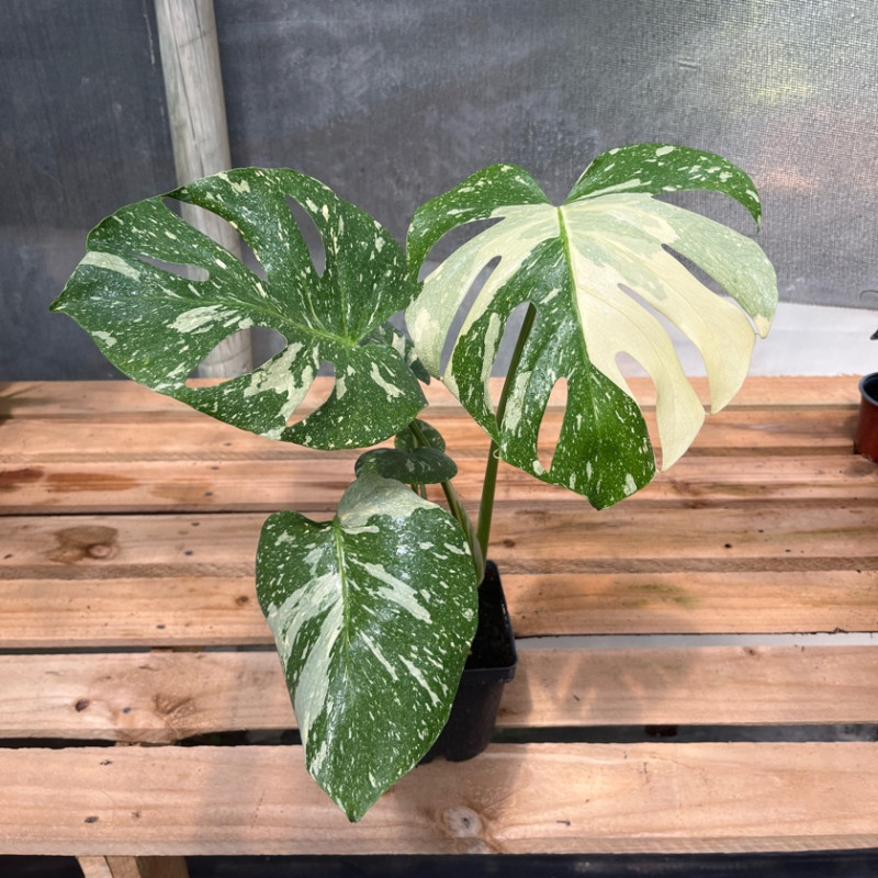 Monstera Thai Constelaction ( L ) — Monstera Thai Constellation precio Chile